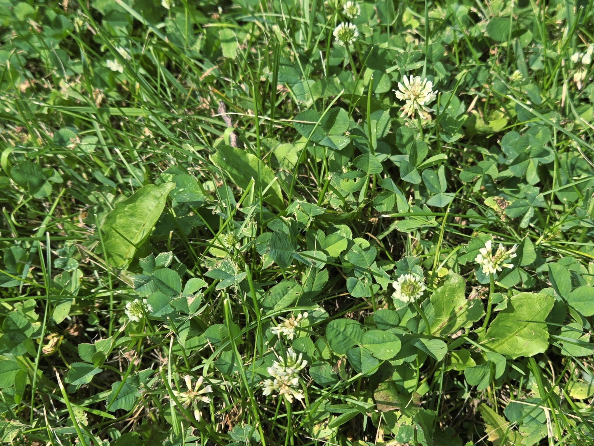 Herbe avec des fleurs de trèfle blanc et des feuilles de trèfle