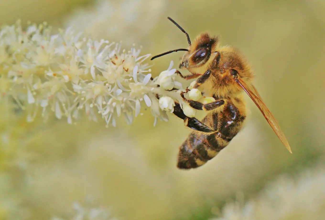 Une abeille en train de polliniser des fleurs blanches.