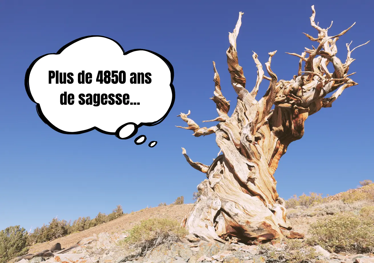 L'arbre Mathusalem qui songe à sa grande sagesse.